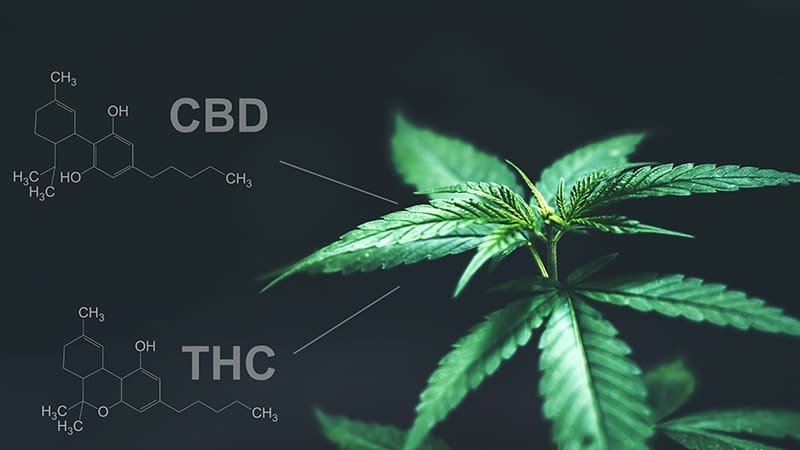 CBD vs THC
