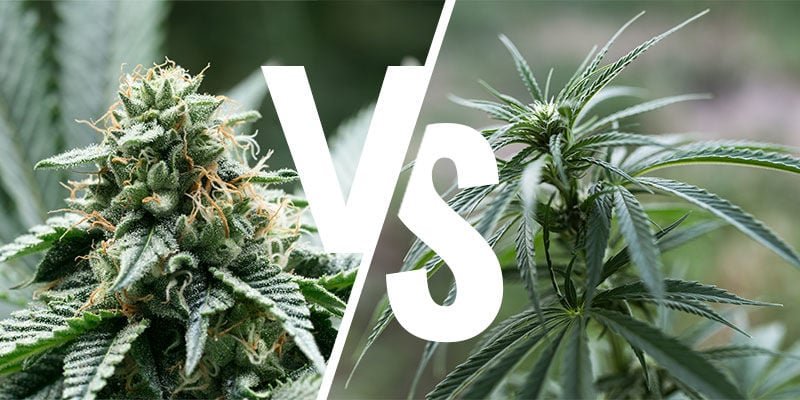 ¿Qué diferencias hay entre índica y sativa?