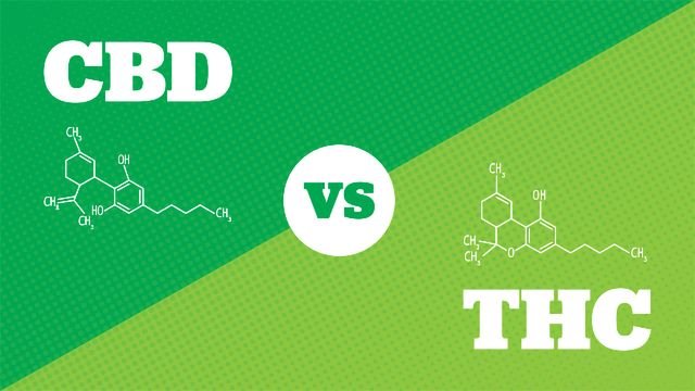 CBD vs THC