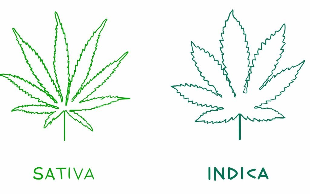 ¿Qué diferencias hay entre índica y sativa?