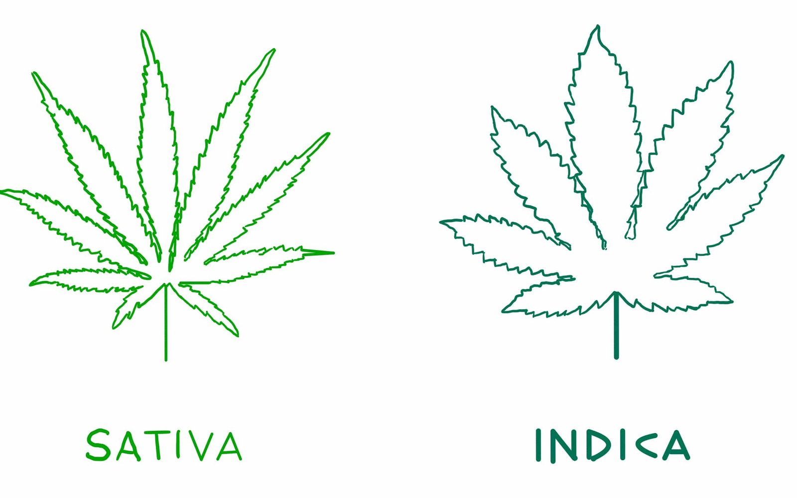 ¿Qué diferencias hay entre índica y sativa?